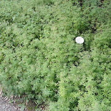 Galium intermedium unspecified picture