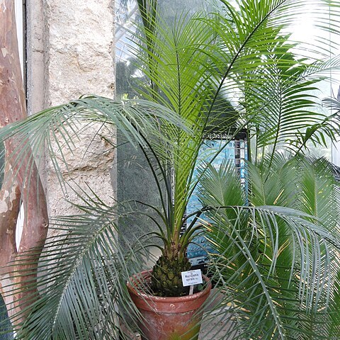 Macrozamia spiralis unspecified picture