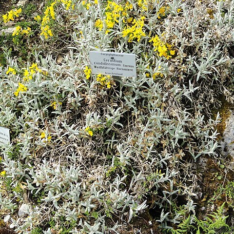 Cerastium candidissimum unspecified picture