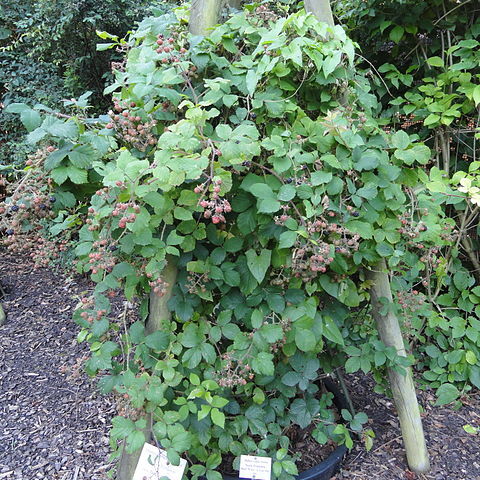 Rubus rudis unspecified picture