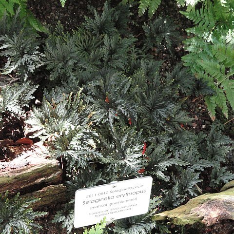 Selaginella erythropus unspecified picture