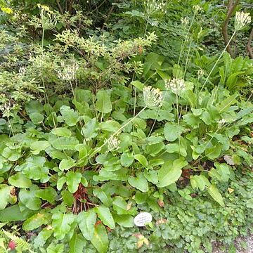 Primula sikkimensis unspecified picture