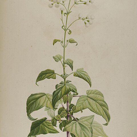 Ageratina deltoidea unspecified picture