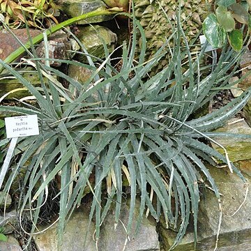 Hechtia podantha unspecified picture