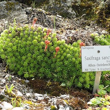 Saxifraga sancta unspecified picture