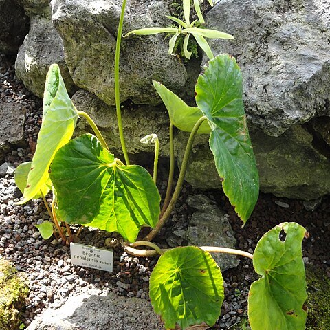 Begonia nepalensis unspecified picture