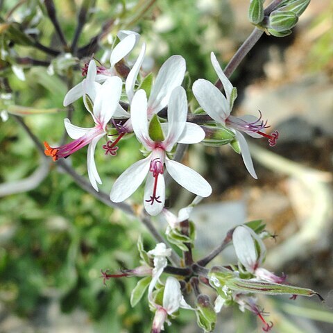 Pelargonium polycephalum unspecified picture