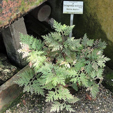 Selaginella wallichii unspecified picture