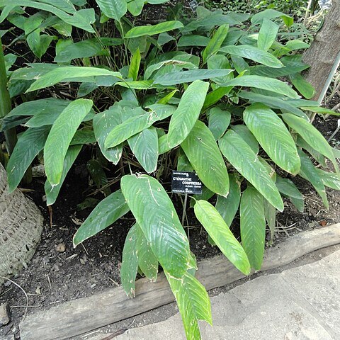 Ctenanthe compressa unspecified picture