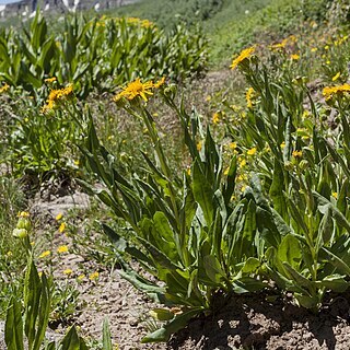 Senecio crassulus unspecified picture