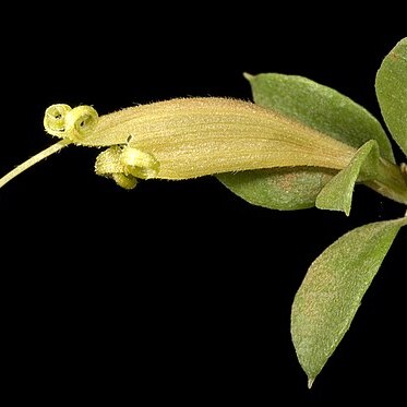 Lambertia rariflora unspecified picture