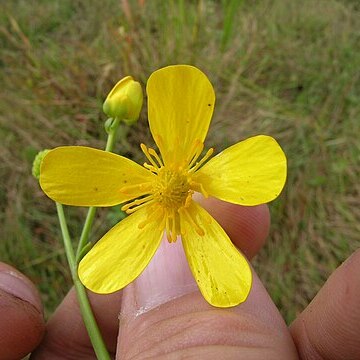 Ranunculus undosus unspecified picture