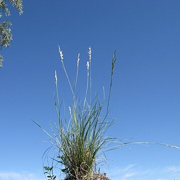 Rytidosperma bipartitum unspecified picture