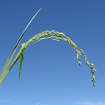 Panicum buncei unspecified picture