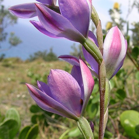 Thelymitra purpurata unspecified picture