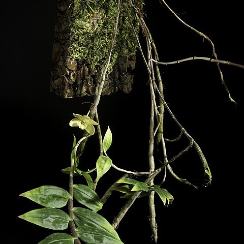 Dendrobium serratilabium unspecified picture