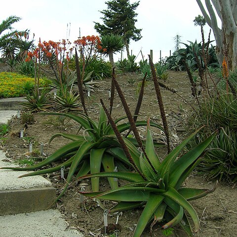 Aloe alooides unspecified picture