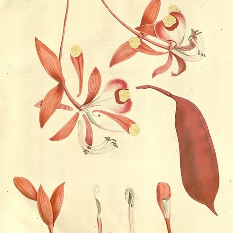 Amherstia unspecified picture