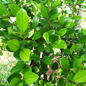 Coffea myrtifolia unspecified picture