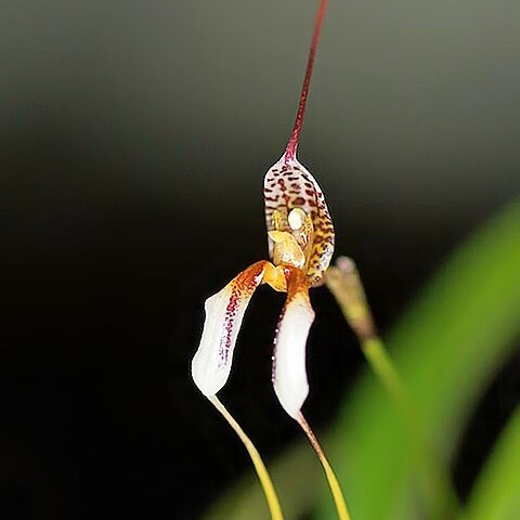 Masdevallia hortensis unspecified picture