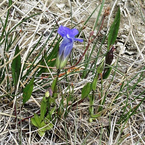 Gentianopsis thermalis unspecified picture