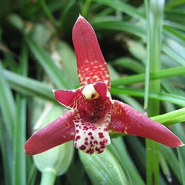 Maxillaria unspecified picture