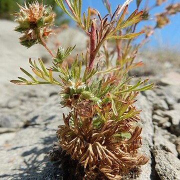 Chamaerhodos erecta unspecified picture