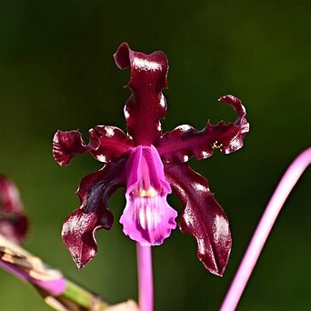 Laelia elata unspecified picture