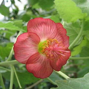 Abutilon menziesii unspecified picture