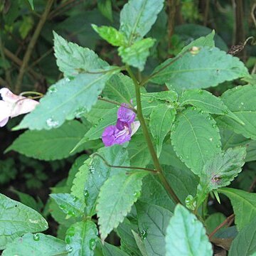 Impatiens puberula unspecified picture