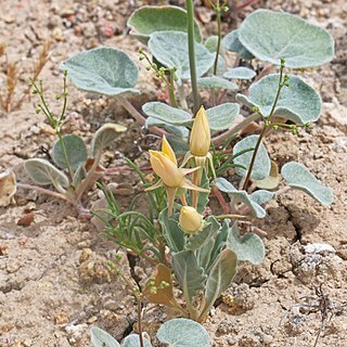 Mentzelia pterosperma unspecified picture