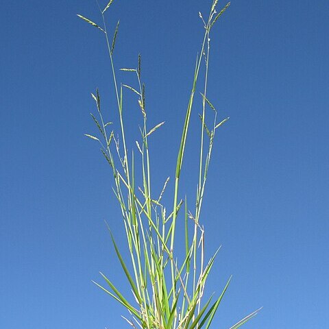 Eriochloa pseudoacrotricha unspecified picture