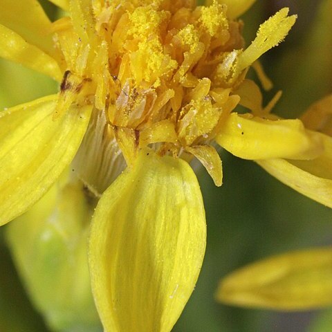 Solidago nana unspecified picture