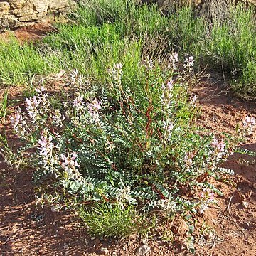 Astragalus ensiformis unspecified picture