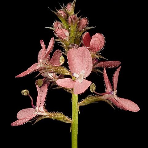 Stylidium squamosotuberosum unspecified picture