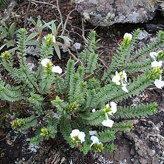 Stachytarpheta confertifolia unspecified picture