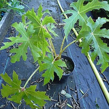 Begonia panchtharensis unspecified picture