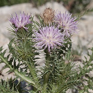 Carduus aurosicus unspecified picture