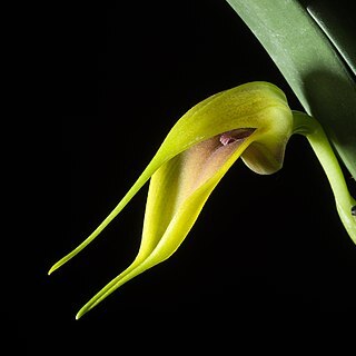 Masdevallia velifera unspecified picture