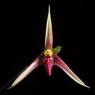 Bulbophyllum cleistogamum unspecified picture