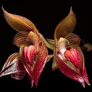 Bulbophyllum subumbellatum unspecified picture