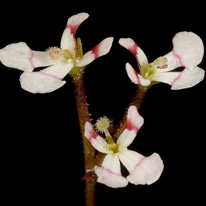 Stylidium utricularioides unspecified picture