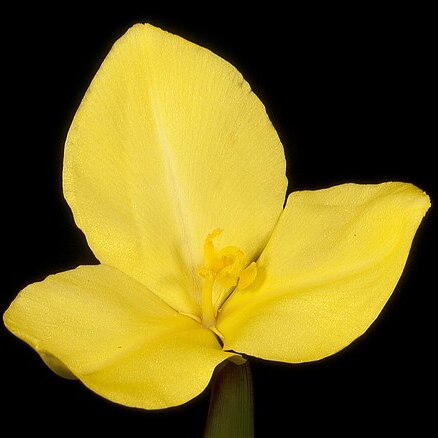 Patersonia umbrosa unspecified picture