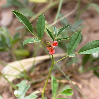 Indigofera hochstetteri unspecified picture