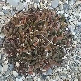 Haworthia variegata var. hemicrypta unspecified picture