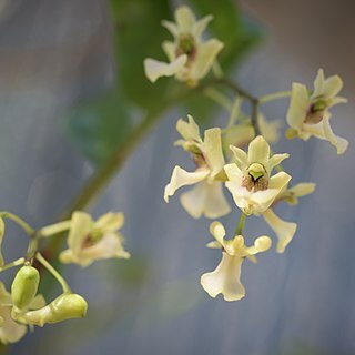 Dendrobium angustipetalum unspecified picture