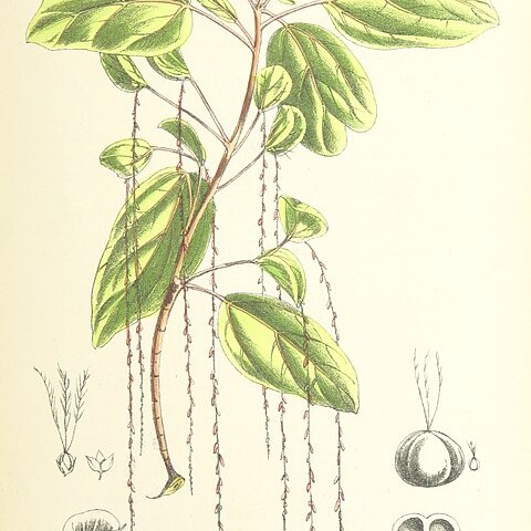 Acalypha filiformis unspecified picture