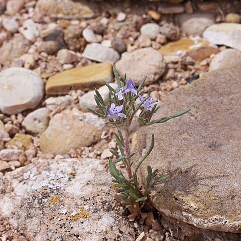 Ipomopsis pumila unspecified picture