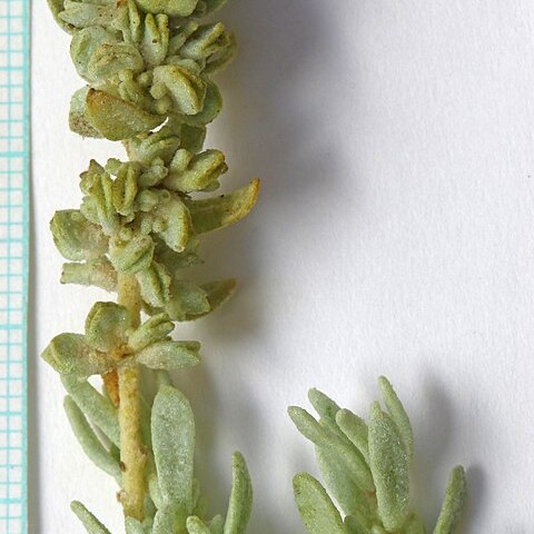 Atriplex corrugata unspecified picture