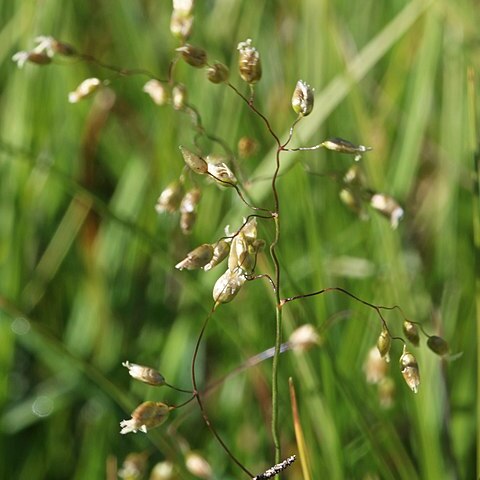 Anthoxanthum nitens unspecified picture